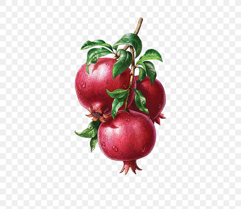 Pomegranate Juice Illustration, PNG, 654x710px, Juice, Acerola, Acerola Family, Apple, Architecture Download Free