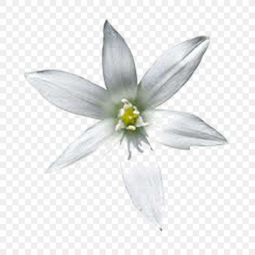 Flower Image Star Of Bethlehem, PNG, 900x900px, Flower, Amaryllis Family, Bethlehem, Blackandwhite, Blog Download Free
