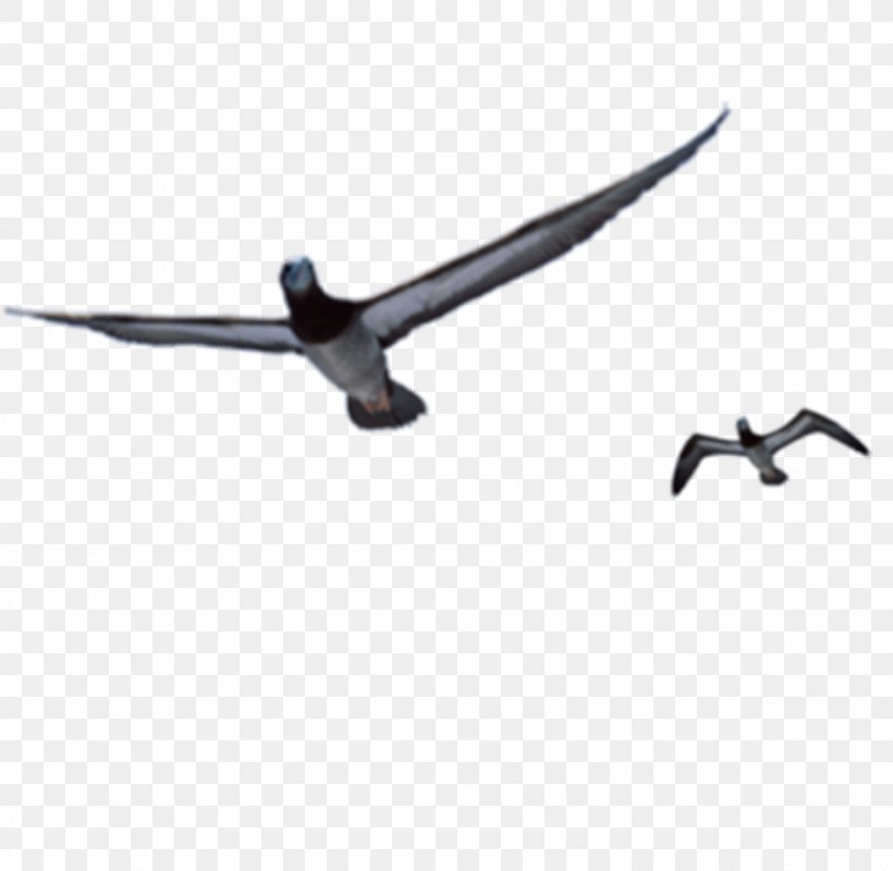 Bird Flight Flying And Gliding Animals Owl, PNG, 1162x1134px, Bird, Animal, Beak, Common Gull, Dots Per Inch Download Free