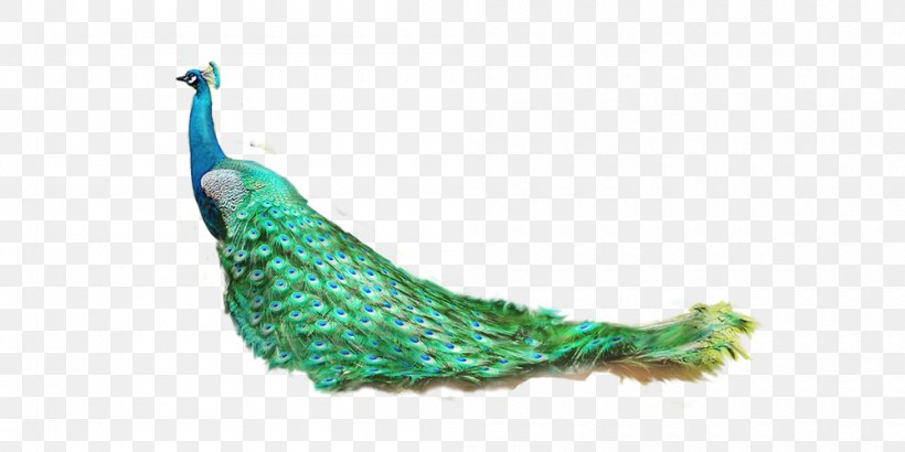 Lion Tiger Feather Peafowl, PNG, 1000x500px, Lion, Animal, Asiatic Peafowl, Blue, Blue Peafowl Download Free