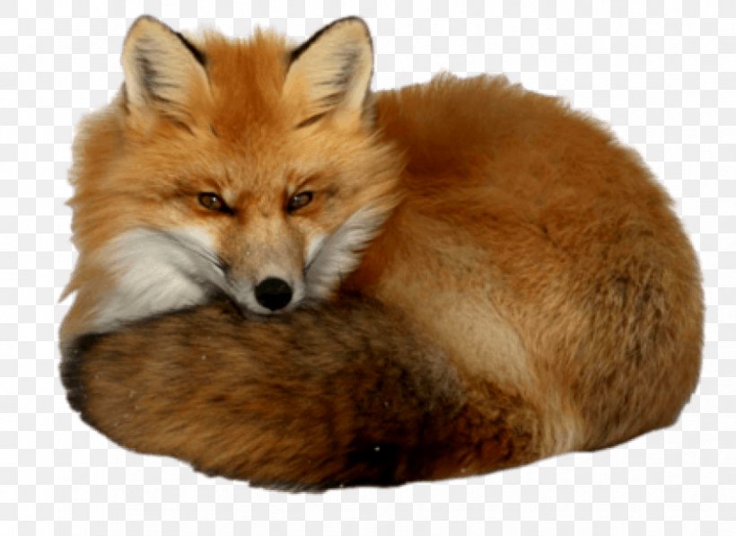 Red Fox Image, PNG, 851x620px, Red Fox, Carnivoran, Centerblog, Dhole, Dog Like Mammal Download Free