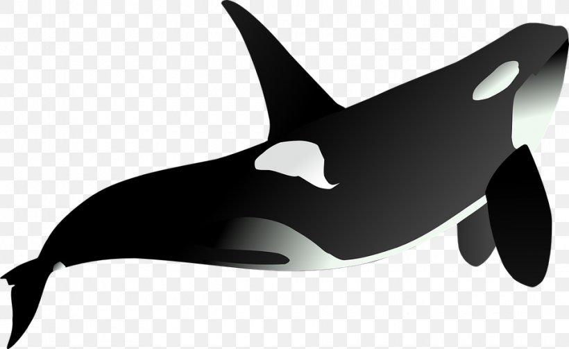 Tiger Shark Killer Whale Clip Art, PNG, 960x589px, Shark, Beak, Black And White, Blue Whale, Cetacea Download Free