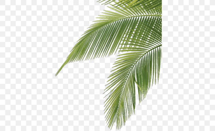 Arecaceae Frond Leaf Palm Branch Tree, PNG, 500x500px, Arecaceae ...