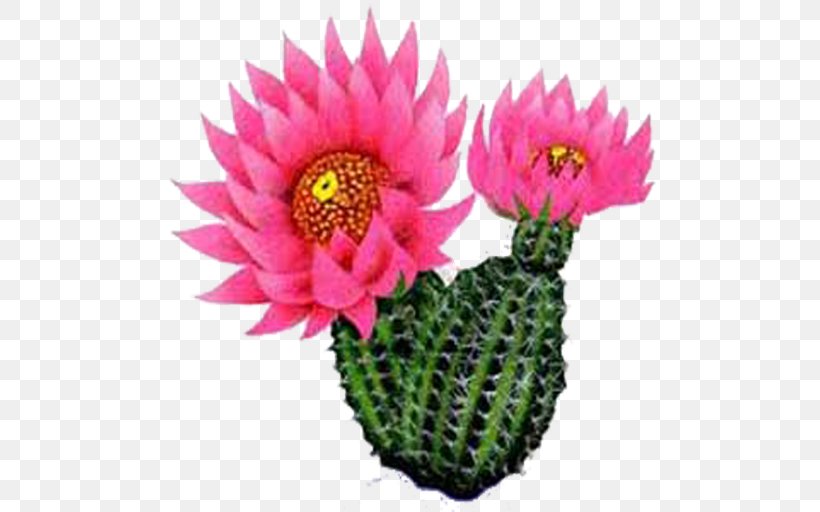 Cactus Flower Plants Clip Art Prickly Pear, PNG, 512x512px, Cactus, Blossom, Caryophyllales, Cut Flowers, Drawing Download Free