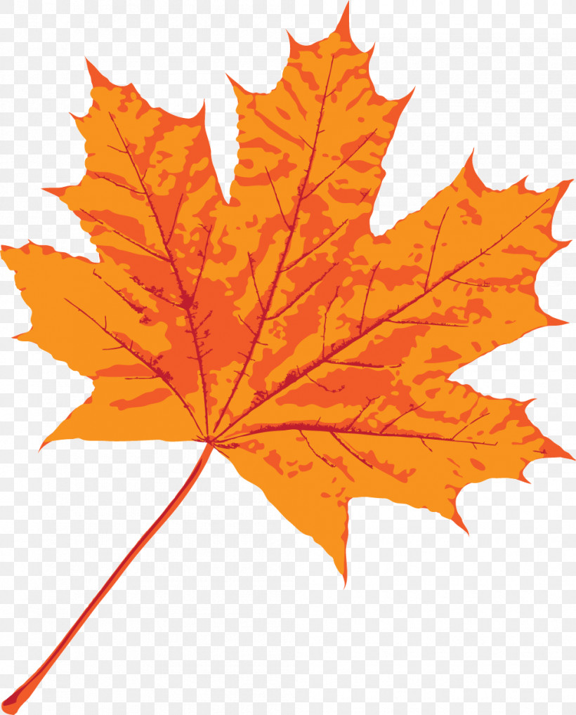 Maple Leaf, PNG, 995x1236px, Maple Leaf, Autumn, Birch, Brown, Color Download Free