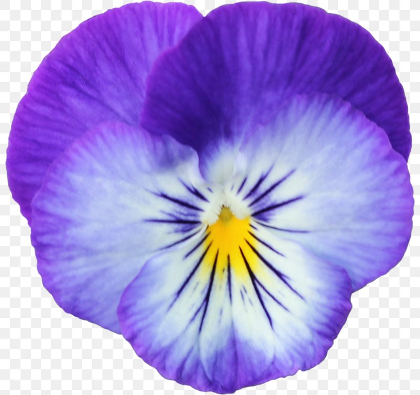 Pansy Violets Adobe Photoshop Image, PNG, 800x770px, Pansy, Flower, Flowering Plant, Petal, Plant Download Free