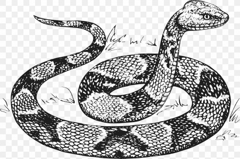 Snakes Drawing Line Art Vector Graphics Clip Art, PNG, 1280x852px, Snakes, Art, Banded Water Snake, Boa, Boa Constrictor Download Free