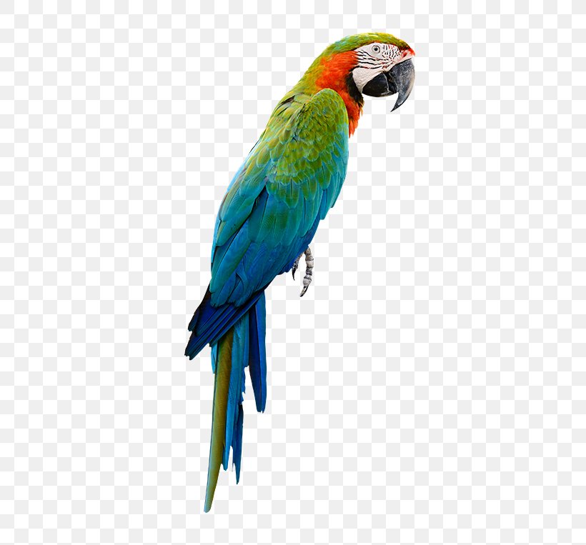 Bird Parrot Budgerigar Cockatiel Toy, PNG, 650x763px, Bird, Beak, Budgerigar, Budgie Toys, Cage Download Free