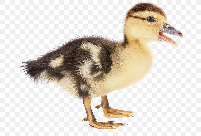 Duck Stock Photography Mallard, PNG, 677x557px, Duck, Alamy, Banco De Imagens, Beak, Bird Download Free