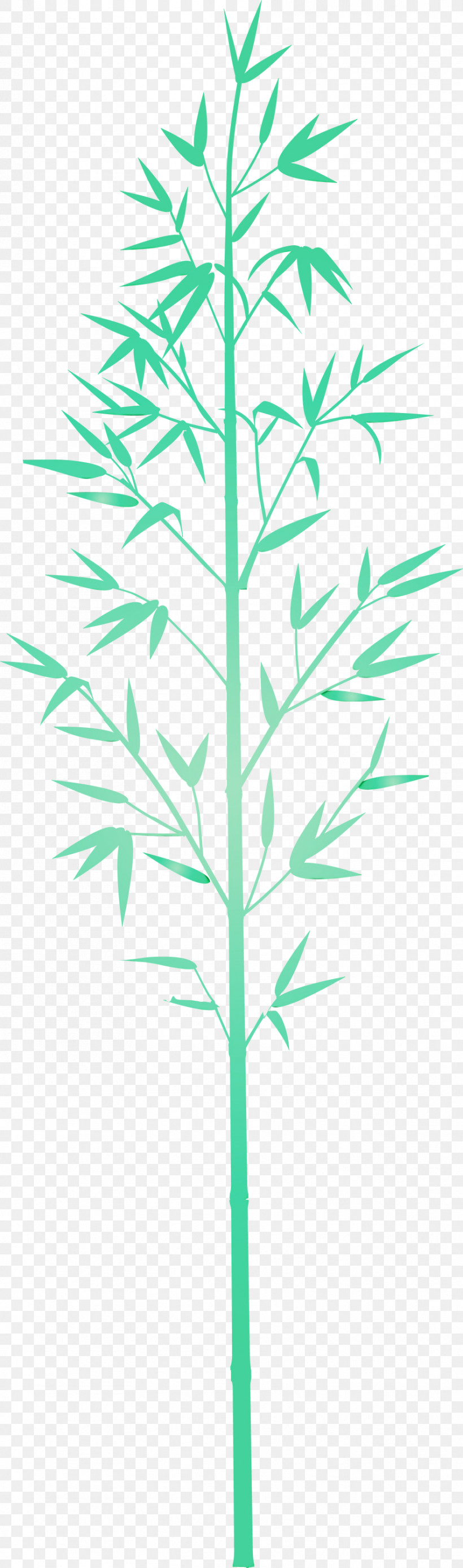 Leaf Plant Plant Stem Grass Family Grass, PNG, 886x2999px, Bamboo, American Larch, Flower, Grass, Grass Family Download Free