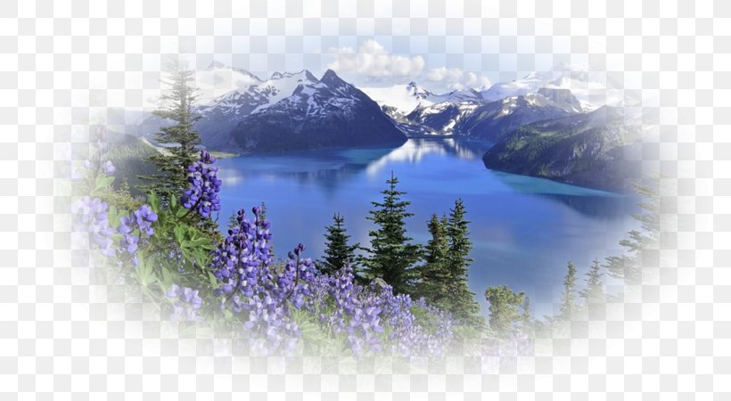 Mount Rainier Desktop Wallpaper Mountain Flowers, PNG, 800x450px, Mount Rainier, Clements Mountain, Flower, Flowering Plant, Glacial Landform Download Free