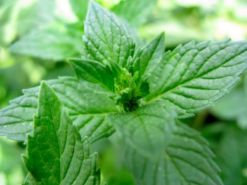 Chewing Gum Peppermint Mentha Spicata Herb Beefsteak Plant, PNG, 1192x893px, Chewing Gum, Beefsteak Plant, Dish, Flavor, Food Download Free