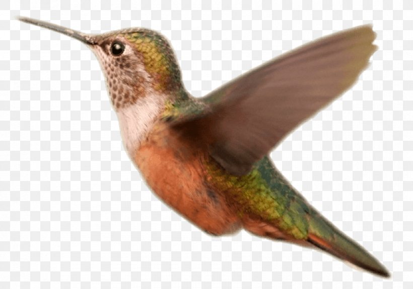 Hummingbird Image Clip Art, PNG, 850x597px, Hummingbird, Animal, Archive File, Beak, Bird Download Free