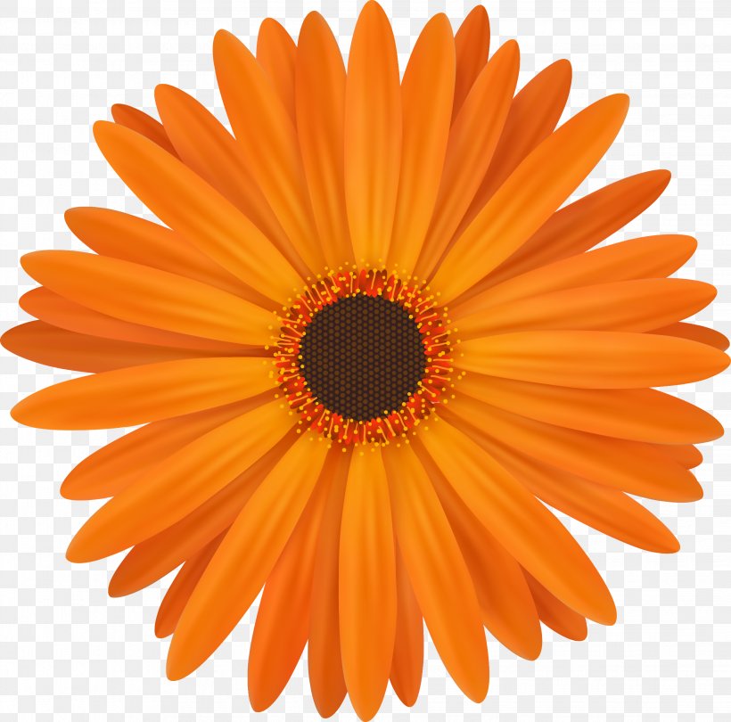 Icon Design Iconfinder Icon, PNG, 2244x2219px, Icon Design, Close Up, Daisy Family, Flower, Flowering Plant Download Free