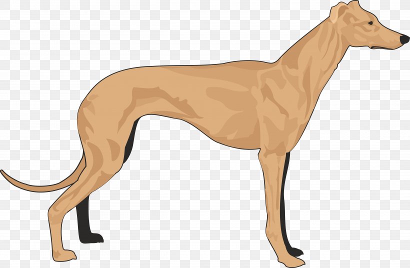 Italian Greyhound Dachshund Basset Hound Coat, PNG, 5000x3270px, Greyhound, Animal Sports, Azawakh, Basset Hound, Beagle Download Free