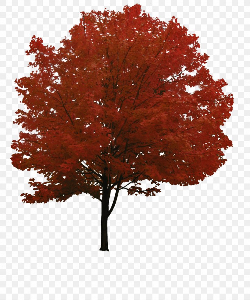Red Maple Tree Clip Art, PNG, 900x1077px, Wakarusa Tree Spade, Architectural Drawing, Architecture, Autumn, Diane Boone Download Free