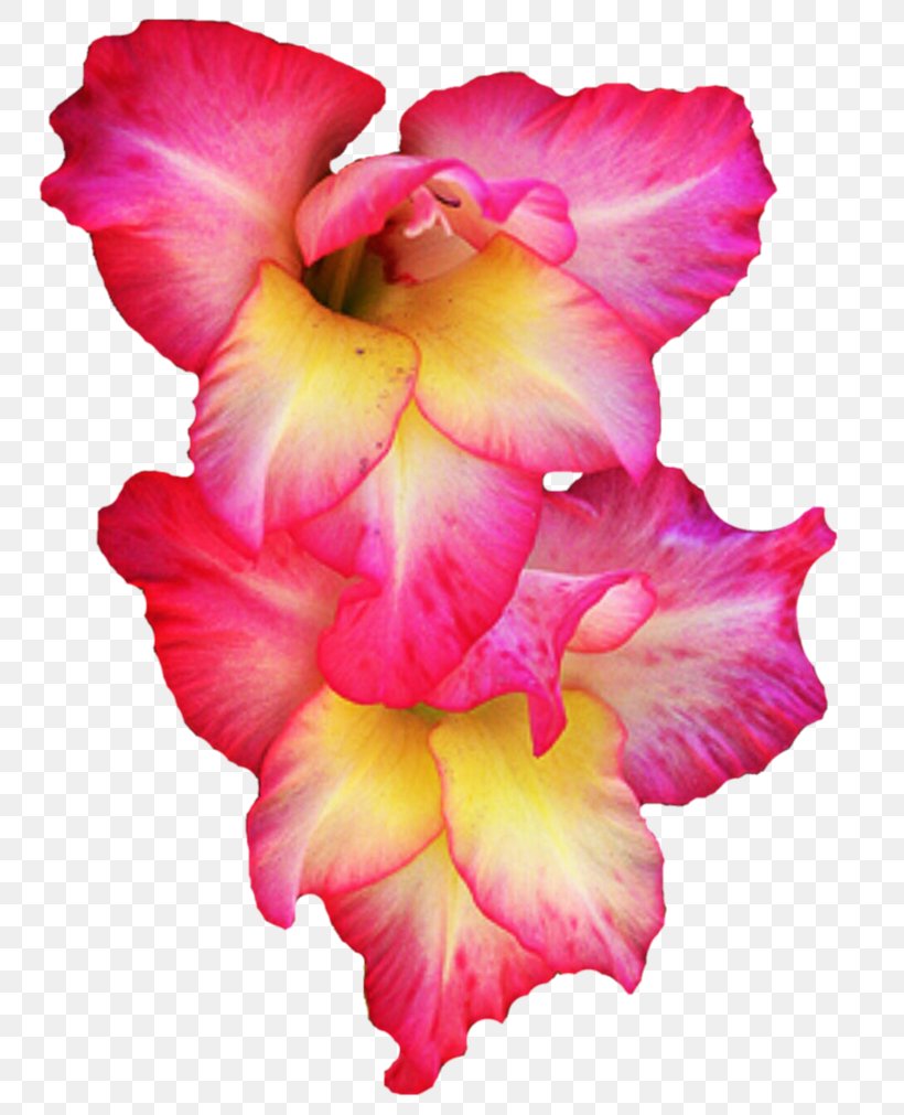 The Gladiolus Clip Art, PNG, 791x1011px, Gladiolus, Cut Flowers, Flower, Flower Garden, Flowering Plant Download Free