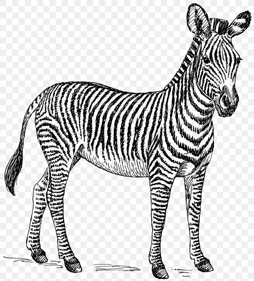 Zebra Drawing Zorse Clip Art, PNG, 2400x2656px, Zebra, Animal Figure, Art, Black And White, Donkey Download Free