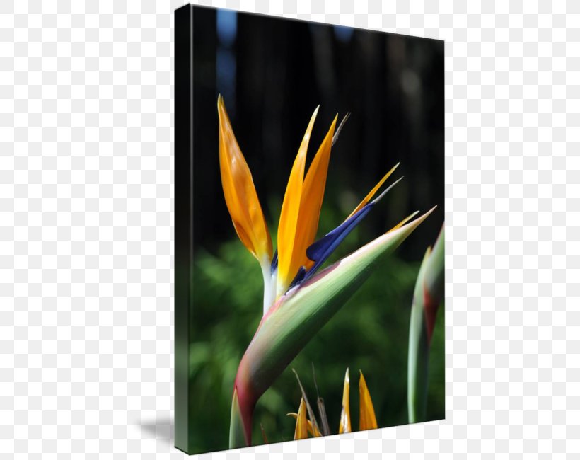 Cannaceae Close-up, PNG, 450x650px, Canna, Canna Family, Cannaceae, Closeup, Flora Download Free