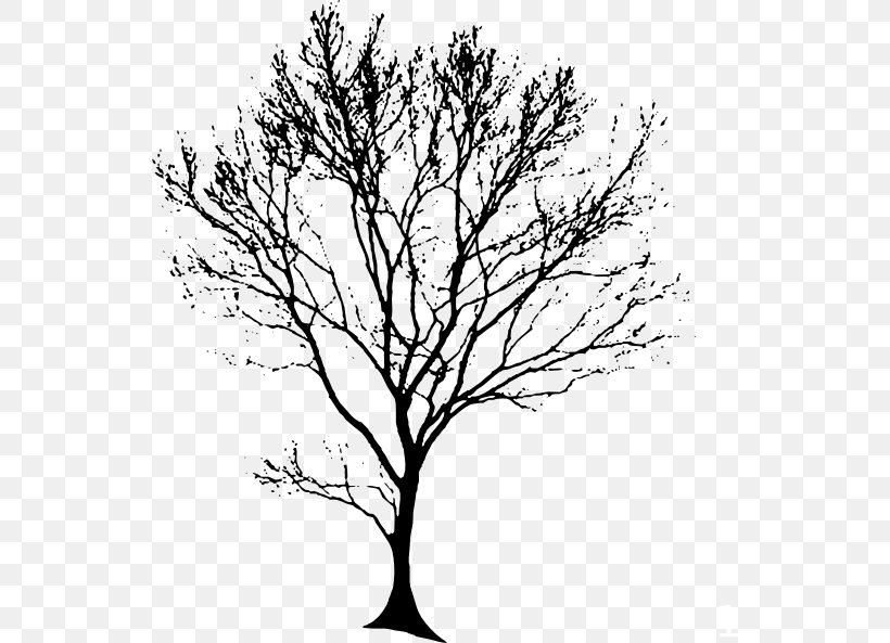 Drawing Tree Oak Line Art Clip Art, PNG, 540x593px, Drawing, Art, Black And White, Branch, Flowering Plant Download Free
