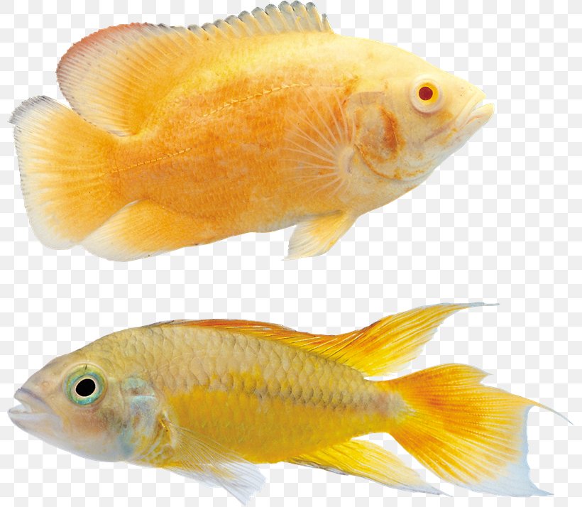 Koi Goldfish Ornamental Fish, PNG, 800x714px, Koi, Animal, Fauna, Feeder Fish, Fin Download Free