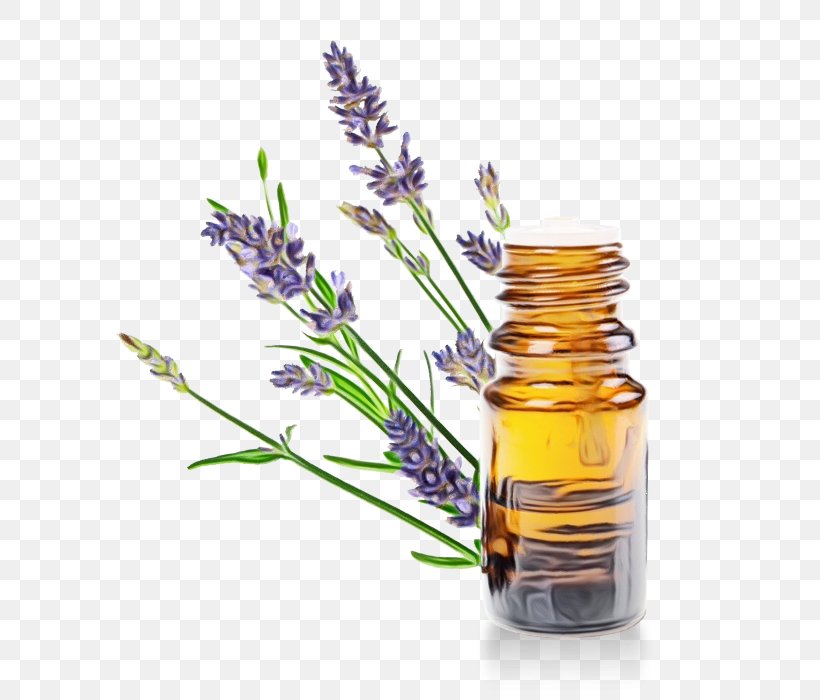 Lavender Flower, PNG, 700x700px, Herbalism, Clary, Common Sage, English Lavender, Flower Download Free
