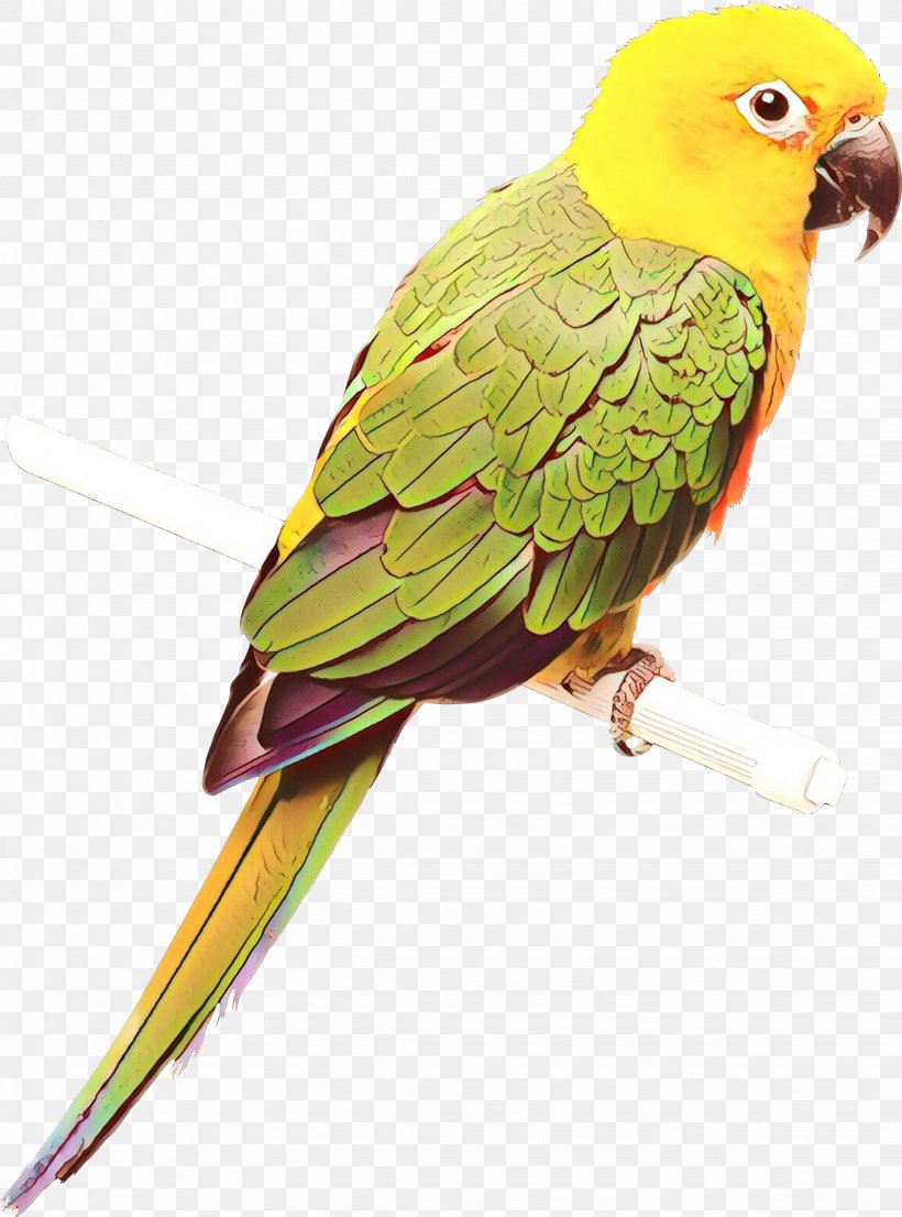 Lovebird Macaw Parakeet Loriini Beak, PNG, 2259x3047px, Lovebird, Beak, Bird, Budgie, Fauna Download Free