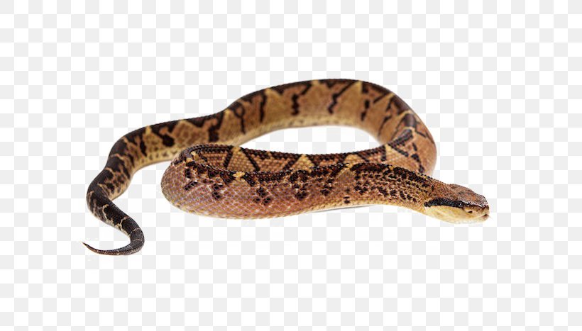 Snake Vipers Crotalus Pricei Venom, PNG, 700x467px, Snake, Boa Constrictor, Boas, Cerastes Cerastes, Cobra Download Free