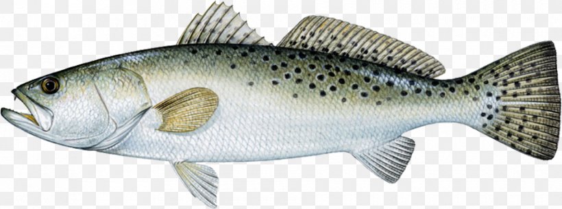 Spotted Seatrout Weakfish Sea Trout Cynoscion Arenarius, PNG, 940x350px, Spotted Seatrout, Animal Figure, Barramundi, Bass, Bony Fish Download Free