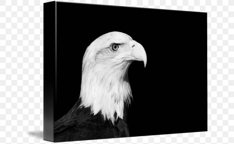Bald Eagle Beak White, PNG, 650x504px, Bald Eagle, Accipitriformes, Beak, Bird, Bird Of Prey Download Free