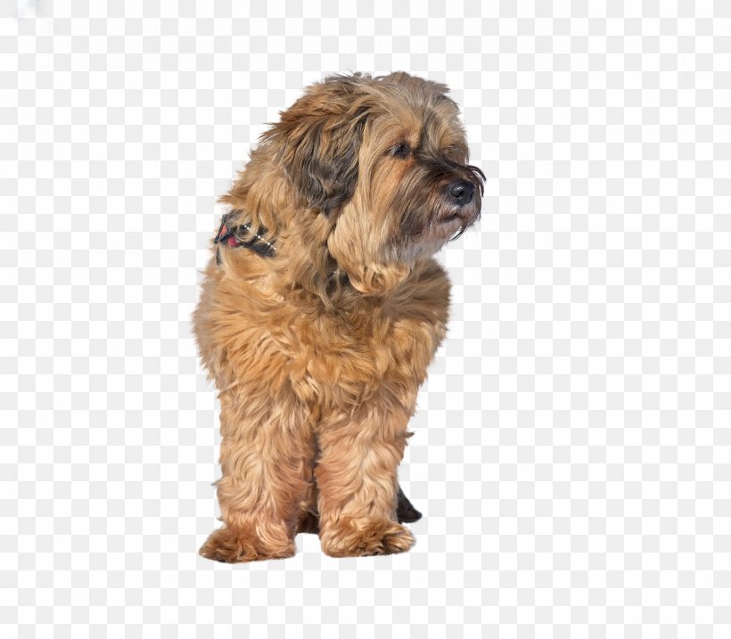 Cartoon Dog, PNG, 1280x1120px, Tibetan Terrier, Briard, Canidae, Carnivore, Catalan Sheepdog Download Free