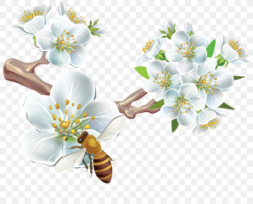 Flower Photography Clip Art, PNG, 800x661px, Flower, Bee, Blossom, Branch, Cherry Blossom Download Free