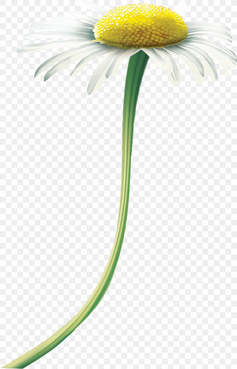 Oxeye Daisy Matricaria Photography Transvaal Daisy, PNG, 822x1280px, Oxeye Daisy, Birthday, Close Up, Color, Daisy Download Free