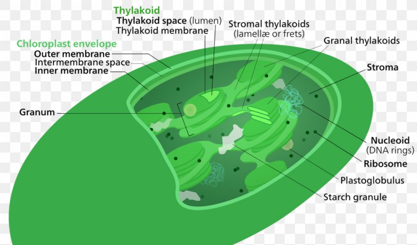 Thylakoid Chlorophyll Stroma Chloroplast Membrane, PNG, 1024x603px, Thylakoid, Bacterial Outer Membrane, Biological Membrane, Chlorophyll, Chlorophyll A Download Free