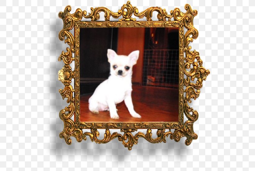 Chihuahua Puppy Dog Breed Picture Frames Toy Dog, PNG, 741x551px, Chihuahua, Breed, Carnivoran, Dog, Dog Breed Download Free