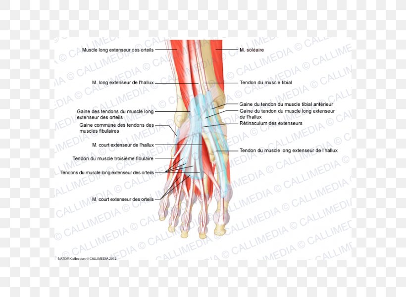 Finger Muscle Foot Tendon Anatomy, PNG, 600x600px, Watercolor, Cartoon, Flower, Frame, Heart Download Free