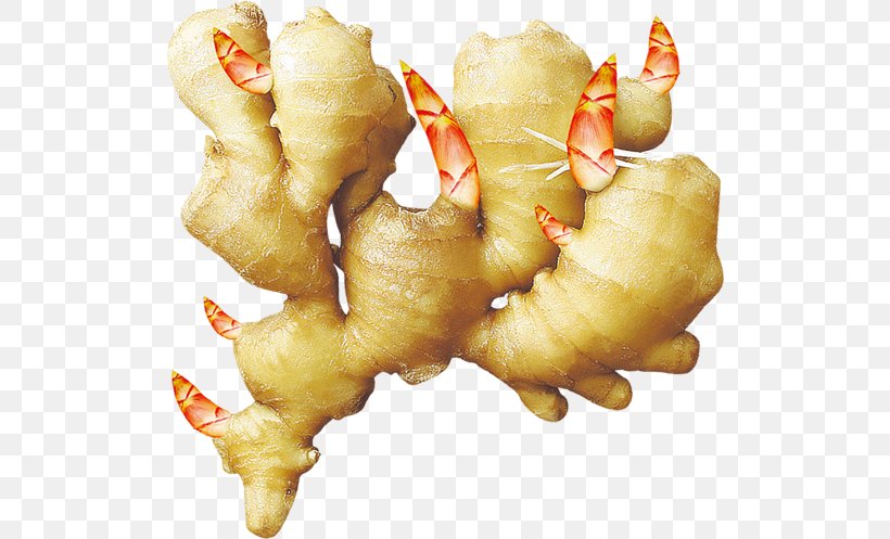 Ginger, PNG, 514x497px, Ginger, Food, Fried Food, Galangal, Ingredient Download Free