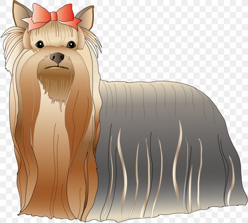 Yorkshire Terrier Cairn Terrier Dog Breed Toy Dog, PNG, 1700x1529px, Yorkshire Terrier, Animal, Australian Silky Terrier, Australian Terrier, Biewer Terrier Download Free