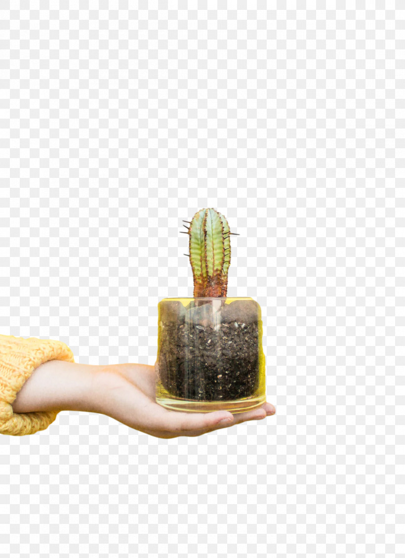 Cactus, PNG, 1200x1653px, Rudelkochen, Cactus, Clinical Nutrition, Computer Program, Industrial Design Download Free