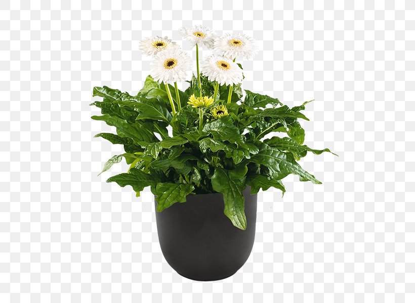 Flowerpot Ornamental Plant Seed Garden Cutting, PNG, 600x600px, Flowerpot, Annual Plant, Begonia, Biennial Plant, Chrysanthemum Download Free