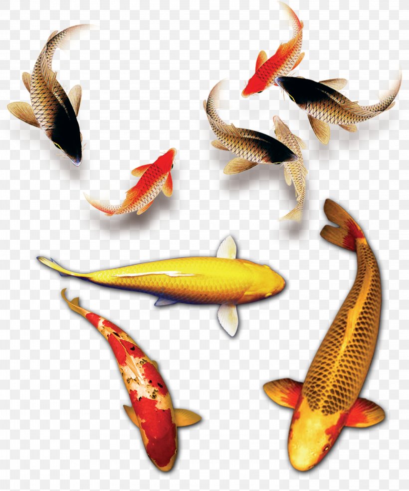 Koi Budaya Tionghoa Download, PNG, 2953x3543px, Koi, Budaya Tionghoa, Common Carp, Computer Software, Designer Download Free