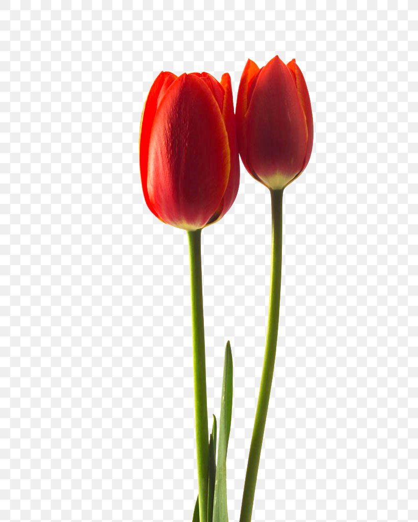 Tulipa Gesneriana Flower Stock Photography, PNG, 683x1024px, Tulipa Gesneriana, Bud, Cut Flowers, Flower, Flowering Plant Download Free