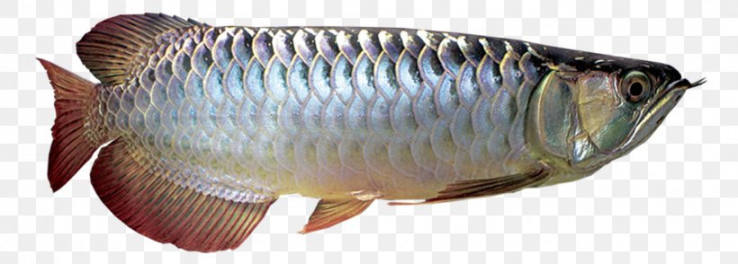 Рыба аравана фото