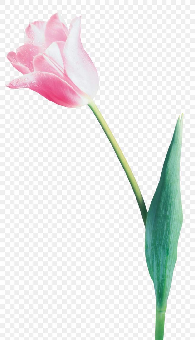 Tulip Flower LiveInternet Digital Image Clip Art, PNG, 1200x2095px, Tulip, Blog, Bud, Child, Cut Flowers Download Free