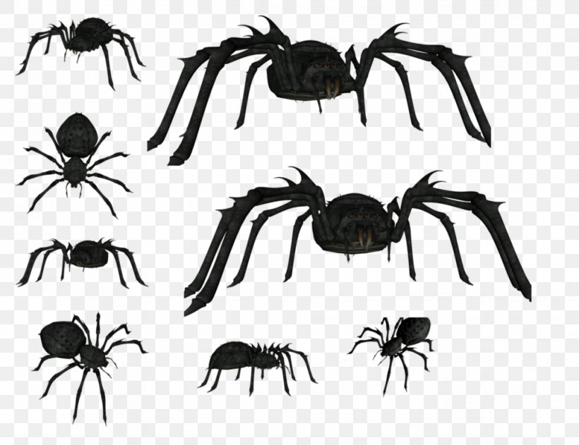 Wolf Spider Insect Southern Black Widow Painting, PNG, 1018x784px, Spider, Animal, Ant, Arachnid, Arthropod Download Free