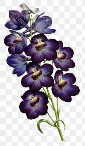 Design - Botanical Illustration Botany PNG