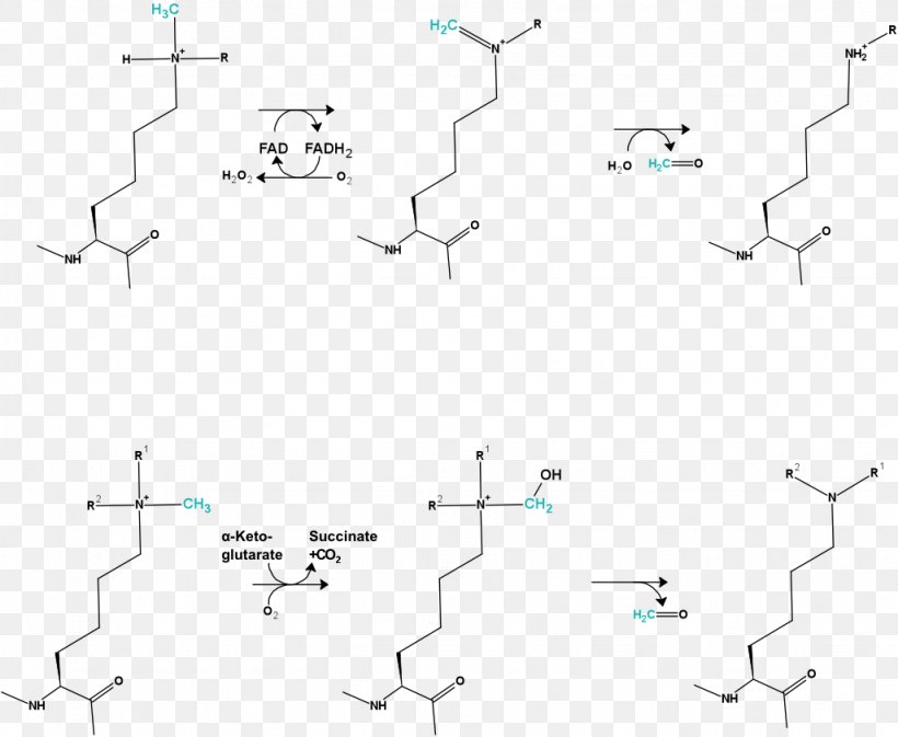 Demethylation DNA Methylation Histone Methylation, PNG, 1026x843px, Demethylation, Area, Boron Tribromide, Diagram, Dna Methylation Download Free
