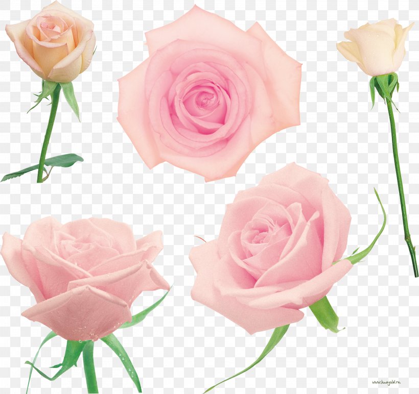 Garden Roses Cabbage Rose Floribunda Cut Flowers, PNG, 3134x2951px, Garden Roses, Artificial Flower, Cabbage Rose, Cut Flowers, Floral Design Download Free