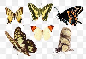 Butterfly - Monarch Butterfly Pieridae Moth Brush-footed Butterflies PNG