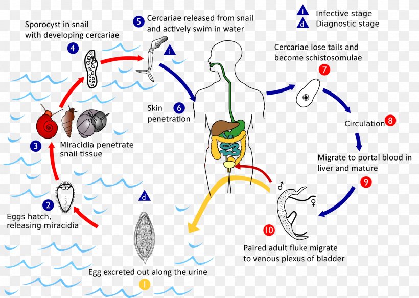 Schistosoma Mansoni Schistosoma Haematobium Schistosoma Mekongi Schistosoma Japonicum Schistosomiasis, PNG, 1992x1417px, Watercolor, Cartoon, Flower, Frame, Heart Download Free